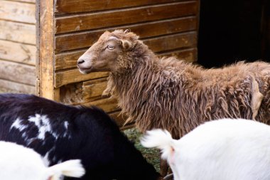 Genç kahverengi koyun çiftliği bir köyde ya da bir çiftlikte tarım yapıyor.
