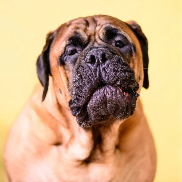 Bulldogge Bellt Große Haustier Porträt Freundliche Tiere — Stockfoto