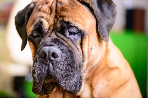 Bullmastiff Chien Race Rouge Grand Animal Compagnie Portrait Amical Animaux — Photo