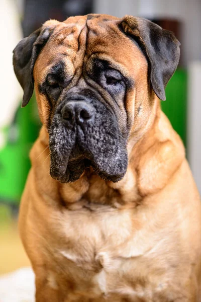 Bullmastiff Cão Puro Vermelho Grande Animal Estimação Retrato Animais Amigáveis — Fotografia de Stock