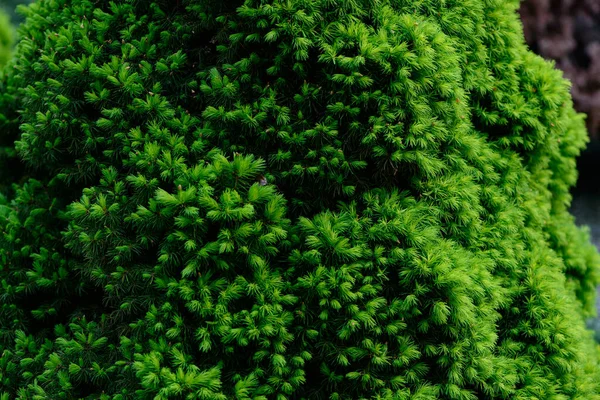 庭の植物の新鮮な春の緑の葉マクロショットの背景 — ストック写真