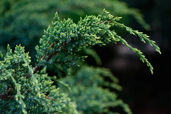 Färska Våren Gröna Blad Trädgård Växt Makro Skott Bakgrund — Stockfoto