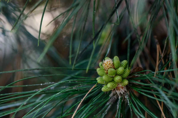 針葉樹の植物の新鮮な春の緑の葉マクロショット背景 — ストック写真