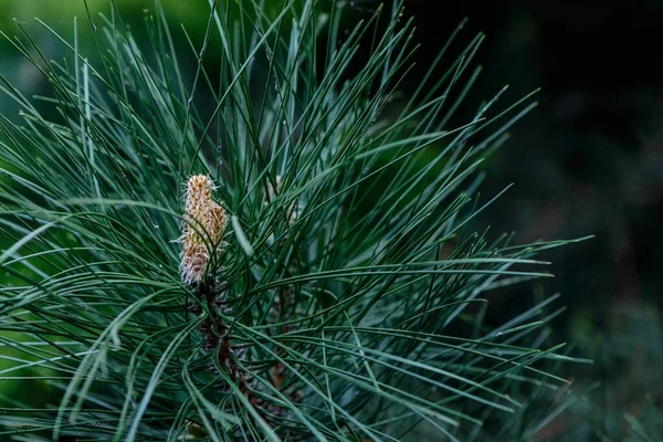 Färska Våren Gröna Blad Barrträd Växt Makro Skott Bakgrund — Stockfoto