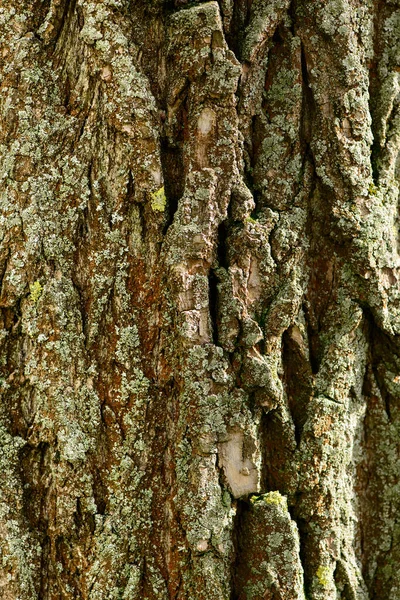 松驰质感树树干的棕色树皮上有绿色苔藓的垂直照片树皮质感松驰老橡木树皮的创造性质感 — 图库照片