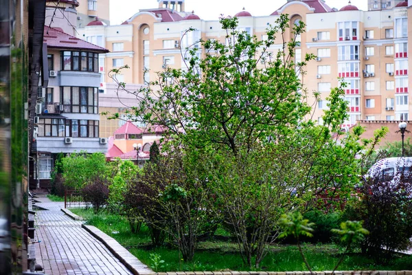 Feuilles Fraîches Printanières Vertes Plantes Jardin Sur Fond Bâtiments Résidentiels — Photo