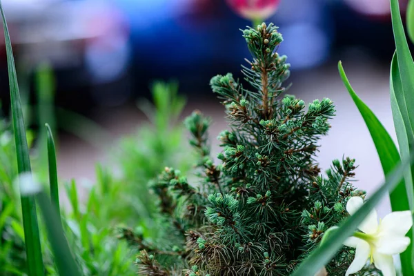 Färska Våren Gröna Blad Trädgård Växt Makro Skott Bakgrund — Stockfoto