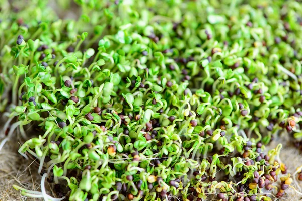 新鮮なマイクログリーンの種子と緑の若いブロッコリーの芽健康的な食べるビーガン食 — ストック写真