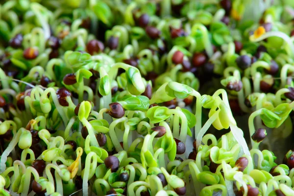 Sementes Frescas Micro Verdes Brotos Verdes Brócolis Jovens Alimentação Saudável — Fotografia de Stock