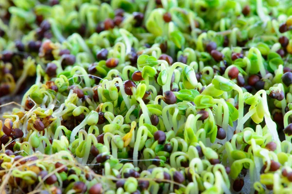 fresh micro greens seeds and green young broccoli sprouts healthy eating vegan diet