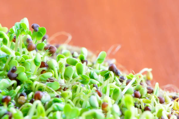 Semi Freschi Micro Verdi Giovani Broccoli Verdi Germogli Sana Alimentazione — Foto Stock