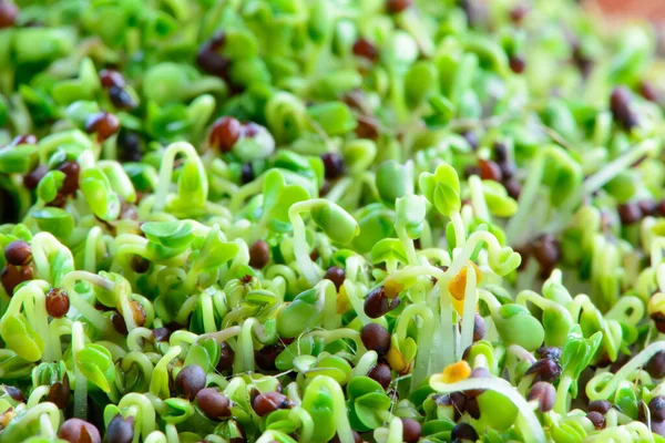 Fresh Micro Greens Seeds Green Young Broccoli Sprouts Healthy Eating — Stock Photo, Image