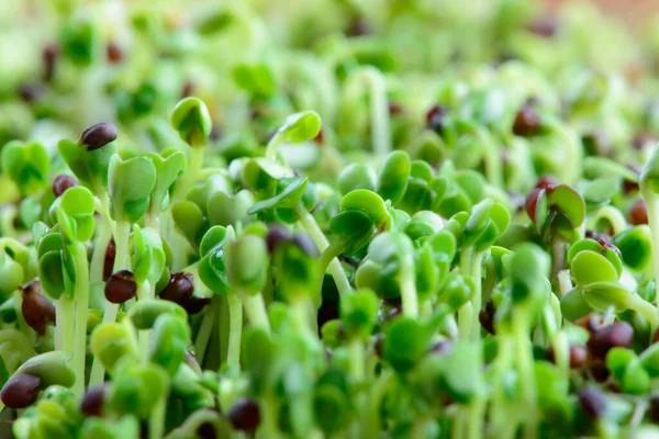 Свежие Микро Зеленые Семена Зеленые Молодые Брокколи Ростки Здорового Питания — стоковое фото