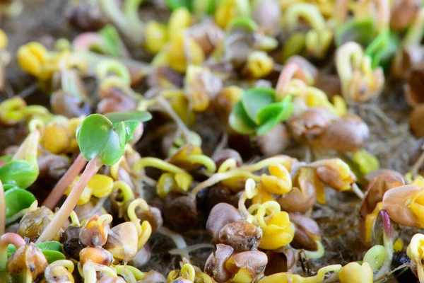 Semillas Frescas Micro Verdes Brotes Rábano Joven Verde Alimentación Saludable — Foto de Stock