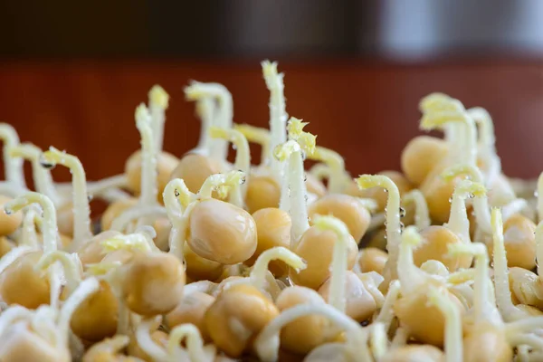 완두콩 콩나물은 식생활을 유지시켜 줍니다 — 스톡 사진