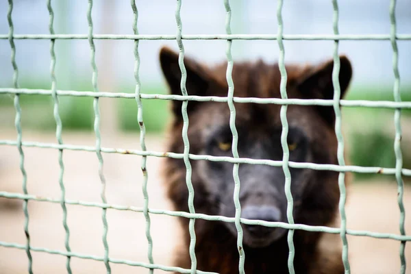 Retrato Lobo Negro Detrás Una Valla Zoológico — Foto de Stock