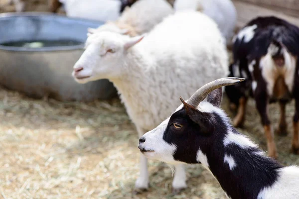 小山羊和羊场动物村外或牧场上的户外农业 — 图库照片
