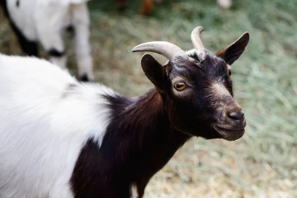 Giovane Capra Ritratto Fattoria Animale Agricoltura All Aperto Villaggio Ranch — Foto Stock