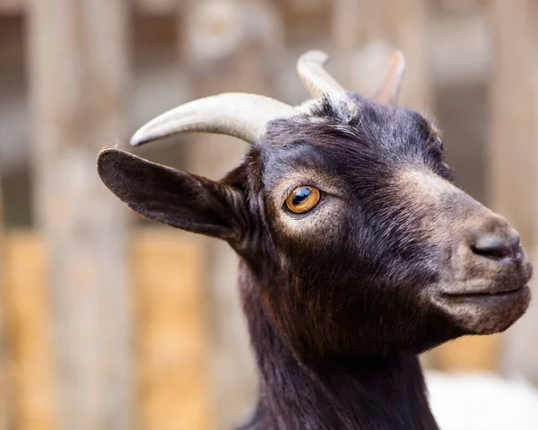 Giovane Capra Ritratto Fattoria Animale Agricoltura All Aperto Villaggio Ranch — Foto Stock