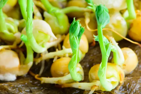 Microgreens Frescos Semillas Brotes Guisantes Jóvenes Alimentación Saludable Dieta Vegana —  Fotos de Stock