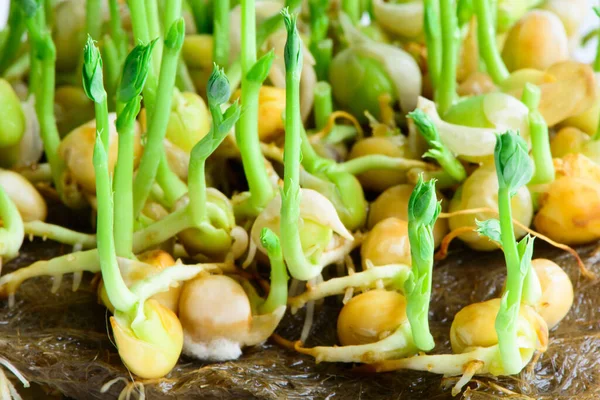 Frais Microgreens Graines Jeunes Pousses Pois Saine Alimentation Végétalien Close — Photo