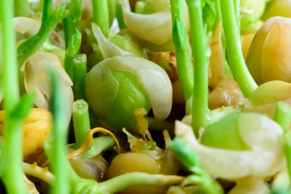 新鮮なマイクログリーンの種子若いエンドウ豆の芽健康的なビーガン食生活クローズアップ — ストック写真
