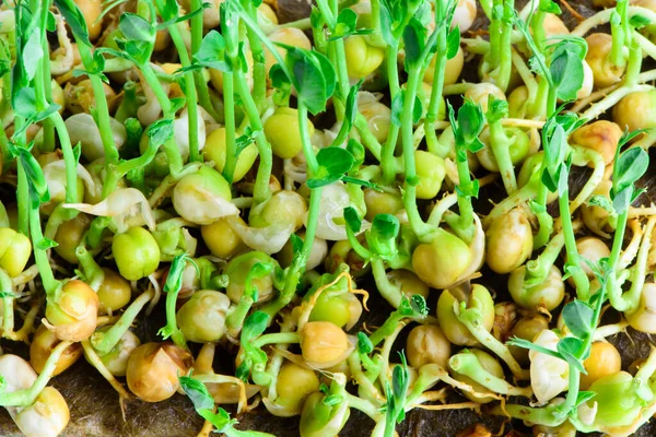 Sementes Microgreens Frescos Brotos Ervilha Jovem Alimentação Saudável Dieta Vegan — Fotografia de Stock