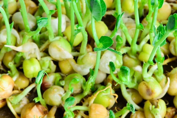 Sementes Microgreens Frescos Brotos Ervilha Jovem Alimentação Saudável Dieta Vegan — Fotografia de Stock