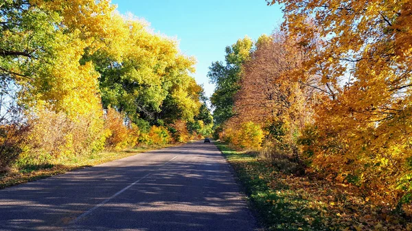 Scena Della Natura Strada Asfaltata Vuota Vicino Alla Foresta Giornata — Foto Stock