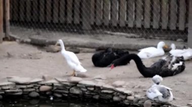 Kümes hayvanları bahçesinde bir grup kuş ve ördek.