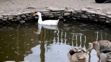 Çiftçi kuş beyaz ördek gölde yüzer