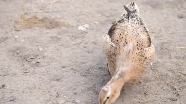 Çiftlik kuşları. Ahırda gri ördekler yürüyor.