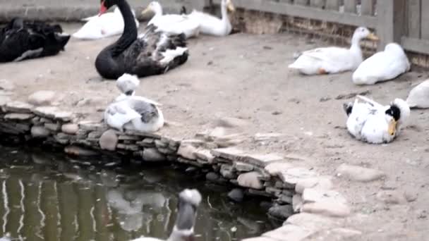 Bir Grup Çiftlik Kuşu Göl Kenarındaki Kümes Hayvanları Bahçesinde Kazlar — Stok video
