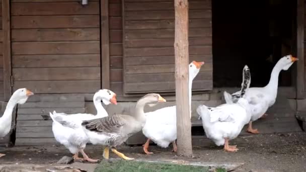 農場の鳥白と灰色のガチョウは庭を歩きます — ストック動画