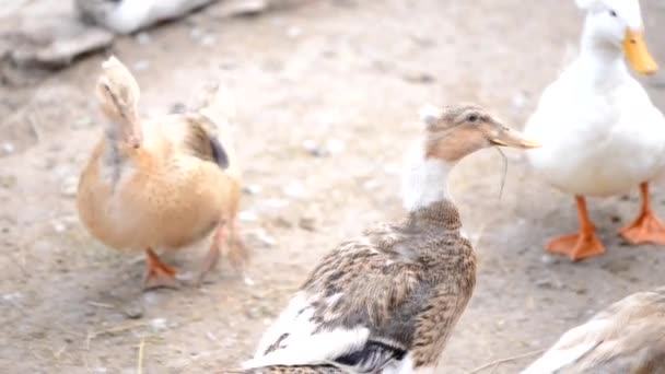 Gospodarstwo Ptaków Szare Kaczki Chodzić Zagrodzie — Wideo stockowe