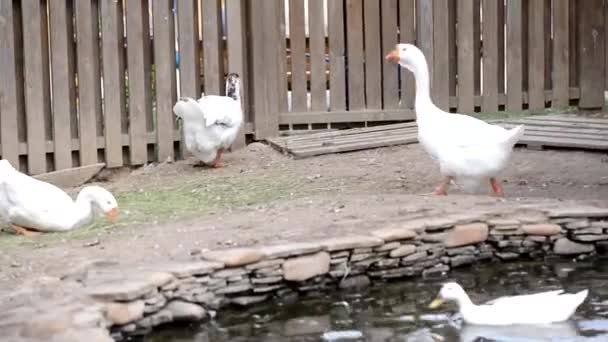 Uccelli Fattoria Oche Bianche Anatre Vicino Allo Stagno Nel Cortile — Video Stock