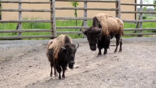 動物園の牛のパドックの中に二つの大きな茶色のバイソン — ストック動画