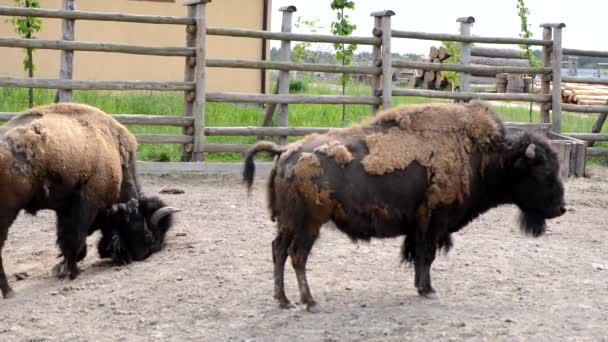 Due Grossi Bisonti Marroni Recinto Bestiame Dello Zoo — Video Stock