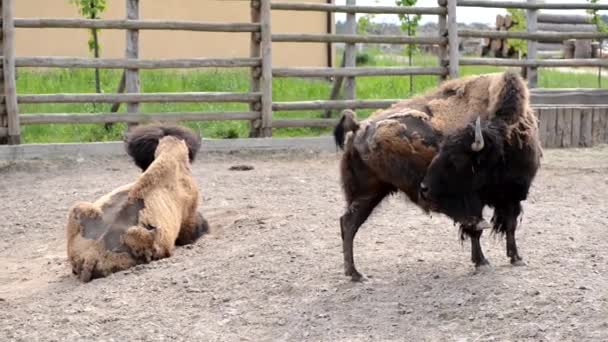 動物園の牛のパドックの中に二つの大きな茶色のバイソン — ストック動画