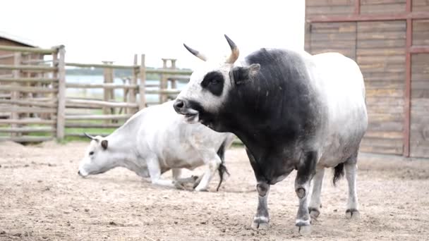 畜産場の牛2頭が噛んでいます — ストック動画