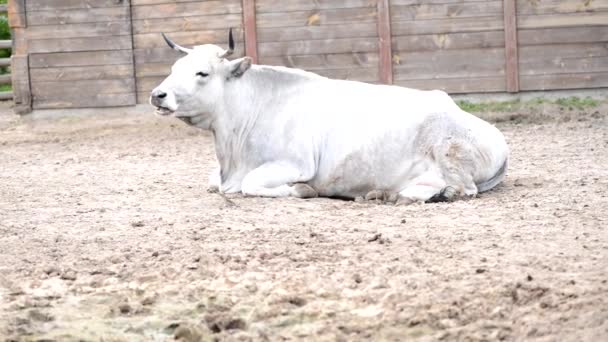 Біла Ферма Корова Лежить Подвір Жує — стокове відео