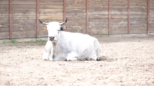 Witte Boerderij Koe Ligt Schuur Kauwt — Stockvideo