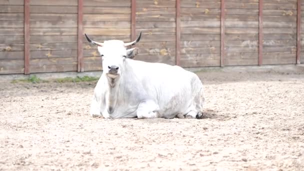 农场的白母牛躺在谷仓的院子里咀嚼着 — 图库视频影像