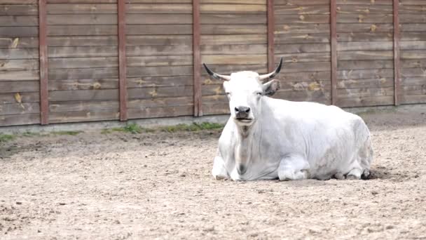 Biała Krowa Gospodarska Leży Zagrodzie Żuje — Wideo stockowe