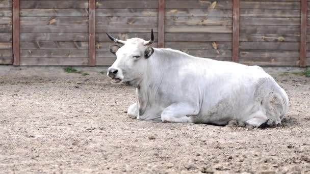 Weiße Bauernkuh Liegt Stall Und Kaut — Stockvideo