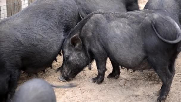 Group of farm black pigs in the barnyard — Stock Footage Group Farm Black Pigs Barnyard Royalty Free Stock Footage