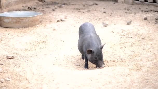 Farmer black pig in the farmyard digs sand — Stock Footage Farmer Black Pig Farmyard Digs Sand Royalty Free Stock Video