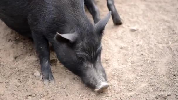 Farmer Black Pig Farmyard Digs Sand — Stock Video