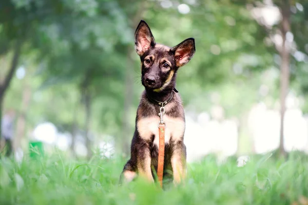 Köpek Yavrusu Alman Çoban Köpeği Çimlerin Üzerindeki Evcil Hayvan Kameraya — Stok fotoğraf