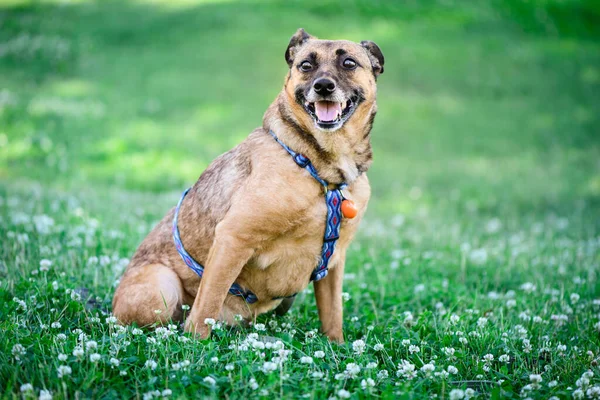 Portret Szczęśliwego Dorosłego Czerwonego Mieszańca Psa Zielonej Trawie Parku — Zdjęcie stockowe